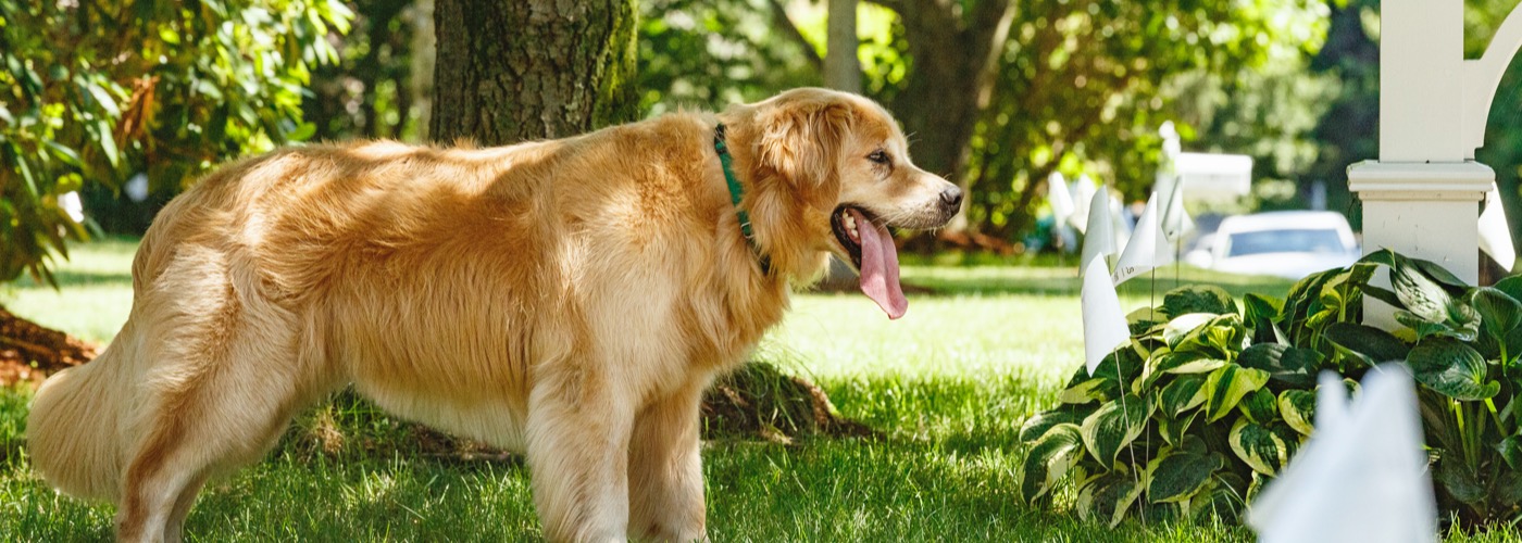 DogWatch of the Coulee Region, , Wisconsin | Outdoor Hidden Dog Fences Slider Image