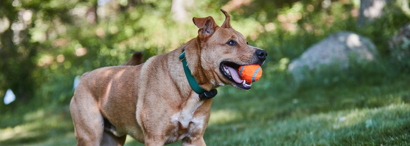 DogWatch of the Coulee Region, , Wisconsin | ProFenceX Slider Image